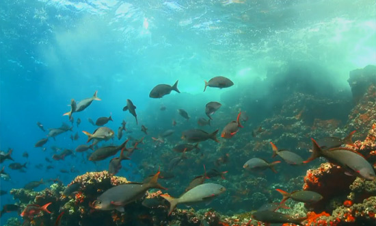 Les îles Galapagos
