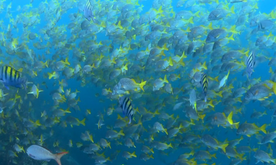 Les îles Galapagos