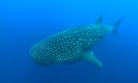 Les îles Galapagos