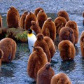 Pingouins, Géorgie du Sud-et-les Îles Sandwich du Sud