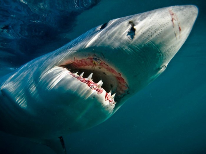 Grand requin blanc