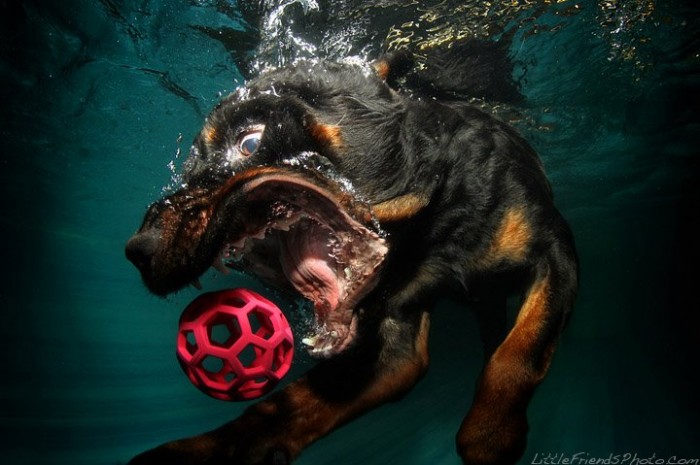 242952546-dogs-underwater-02