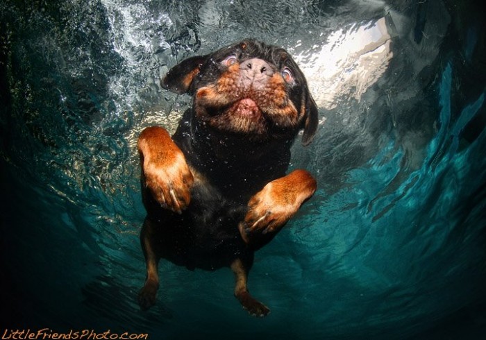 242952593-dogs-underwater-06