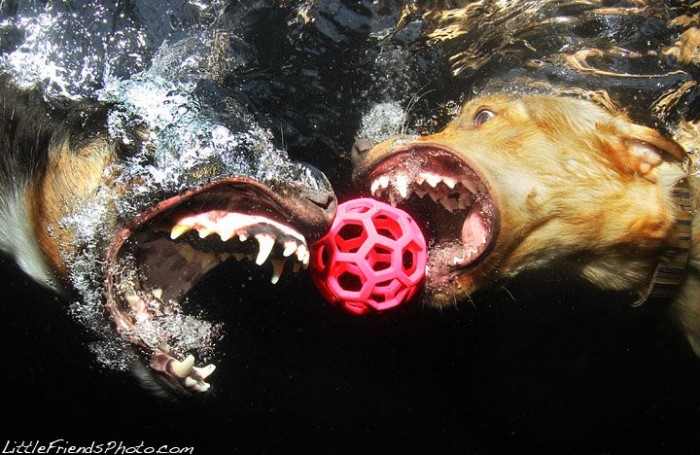242952609-dogs-underwater-07