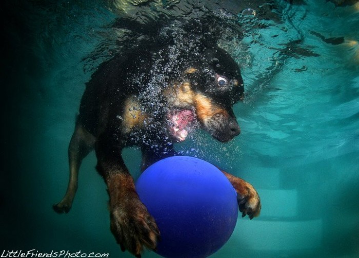 242952640-dogs-underwater-10