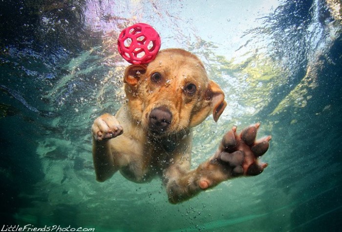 242952656-dogs-underwater-12
