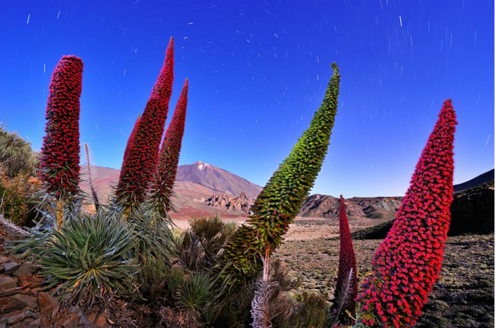 Las flores del volcan © Francisco Mingorance