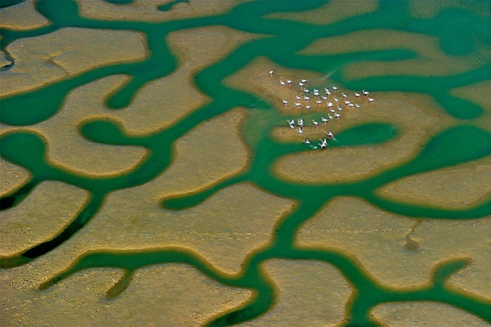 Puzzle de flamencos © Francisco Mingorance