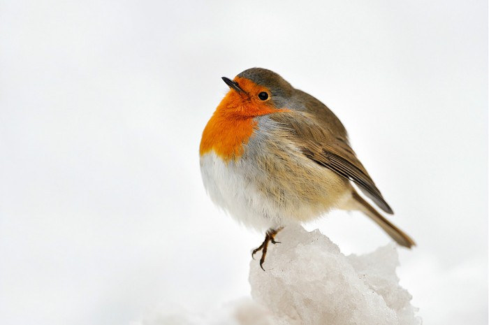 Tengo frio © Francisco Mingorance