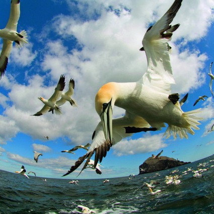 Une mini caméra portée par des oiseaux pour découvrir leur quotidien