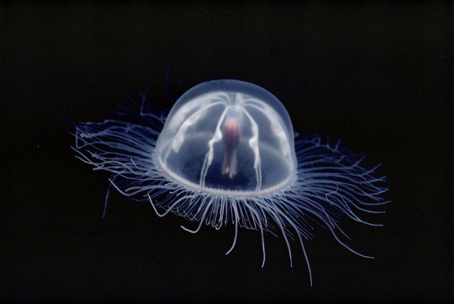 Jellyfish, Antarctica by Bill Curtsinger