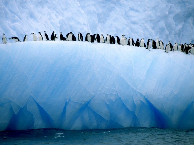 Iceberg Penguins by Ralph Lee Hopkins