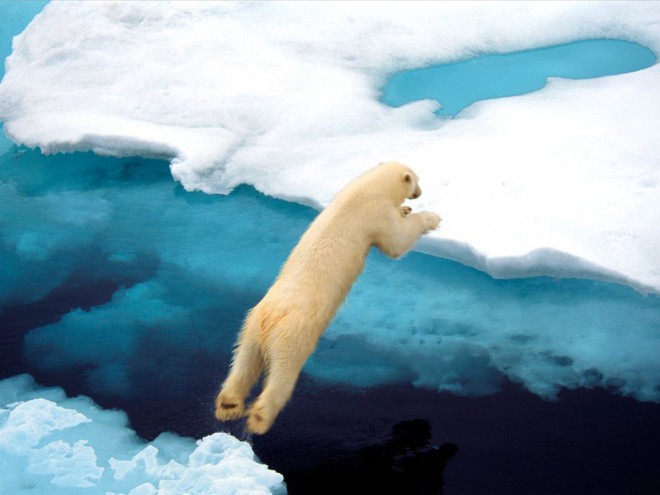 Polar Bear in Svalbard by Ralph Lee Hopkins