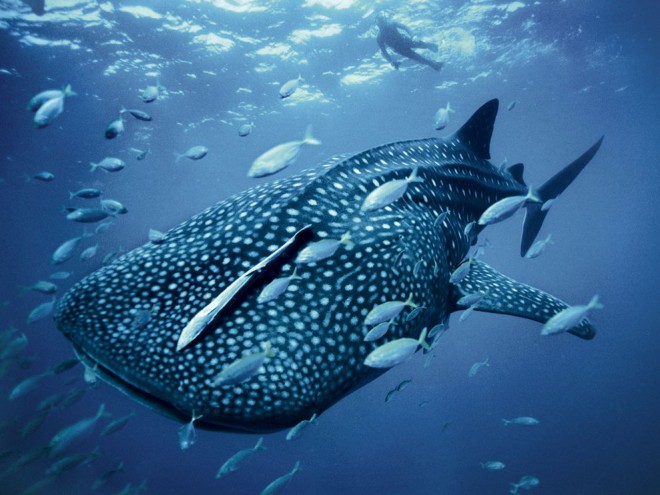 Whale Shark by Brian Skerry