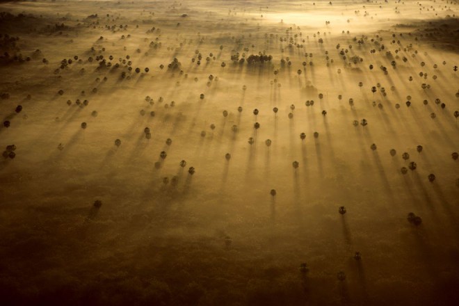 Palm Trees, Brazil by Bobby Haas