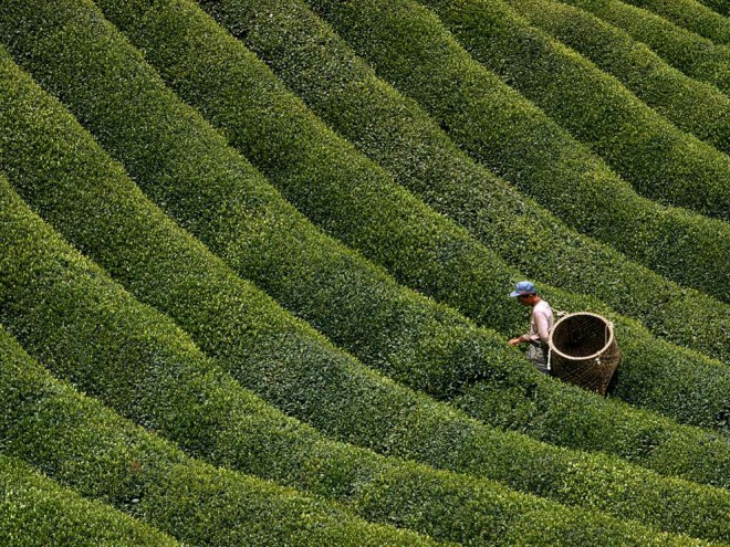 Picking Tea Leaves by George Mobley