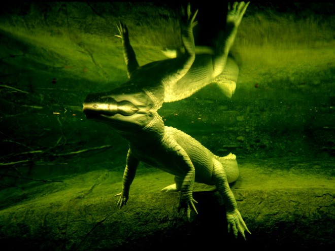 White Alligator by Joel artore