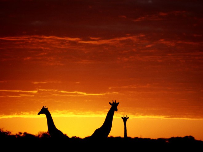 Giraffes, Botswana by Chris Johns