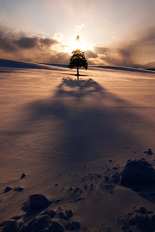 Christmas Tree! ©Kent Shiraishi