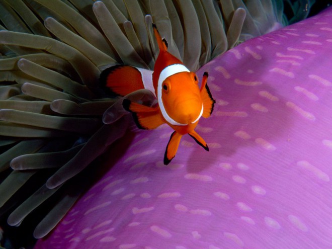 Anemonefish by Paul Sutherland