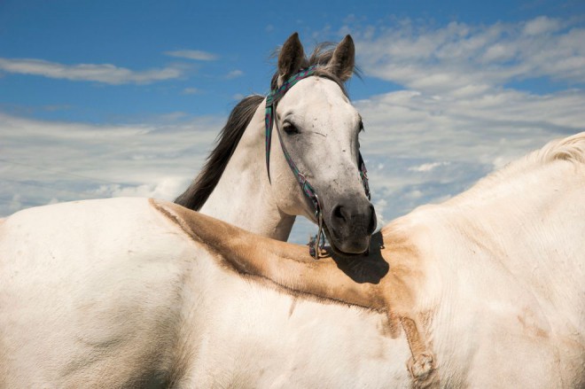 Horses, Montana by Albert Allard