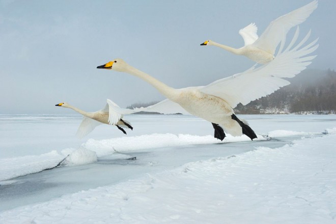 Whooper Swans, Japan by Stefano Unterthiner