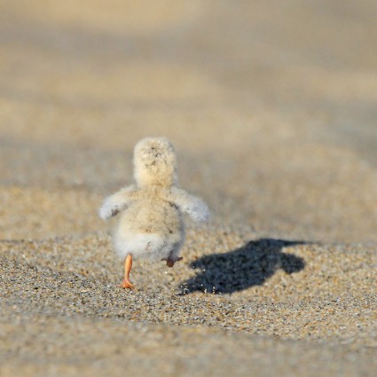 Stunning Photography – Least Tern chick – Ryan Schain