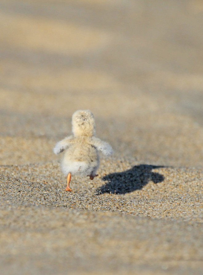 Least Tern chick - Ryan Schain