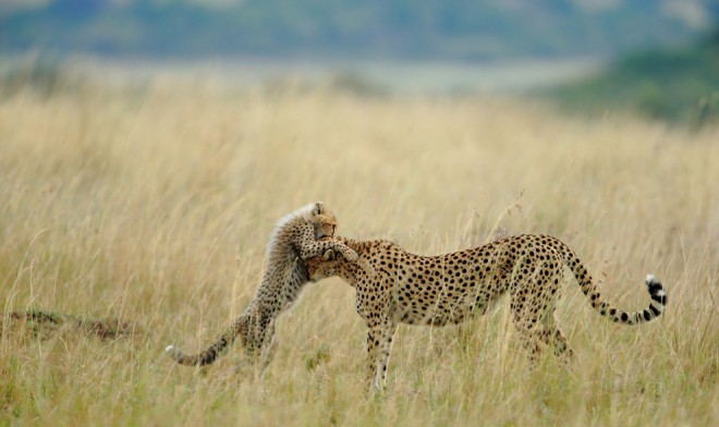 Tender Moment - Sanjeev Bhor - Choix des visiteurs - Catégorie Nature