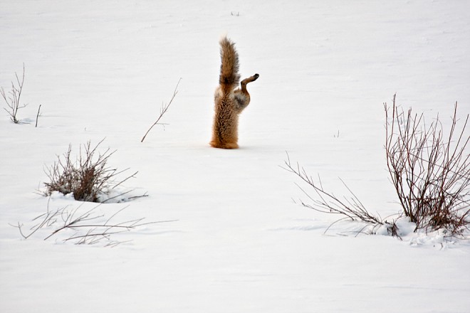 Red Fox Catching Mouse Under Snow - Michael Eastman - Mention Honorable - Catégorie Nature