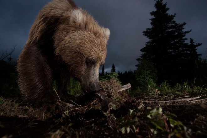 Ursus Arctos Horribilis - Jason Ching - Mention Honorable - Catégorie Nature