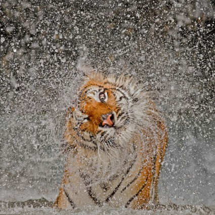 Les 14 photographies du National Geographic Photo Contest 2012