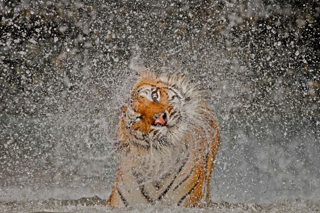 The Explosion - Ashley Vincent - Grand gagnant et 1ère place Catégorie Nature