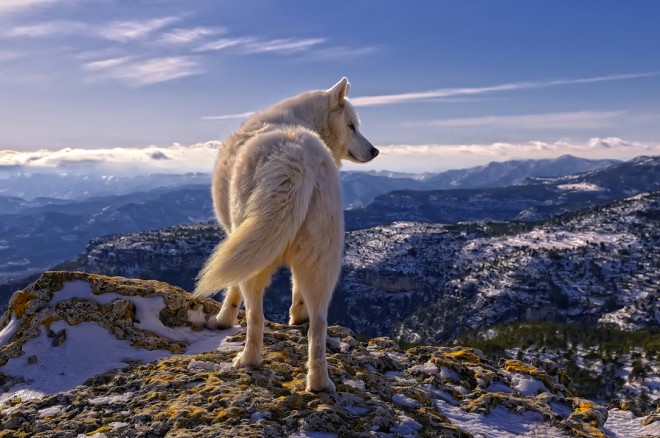 Siberian Huski ©Rafael  Tamajón