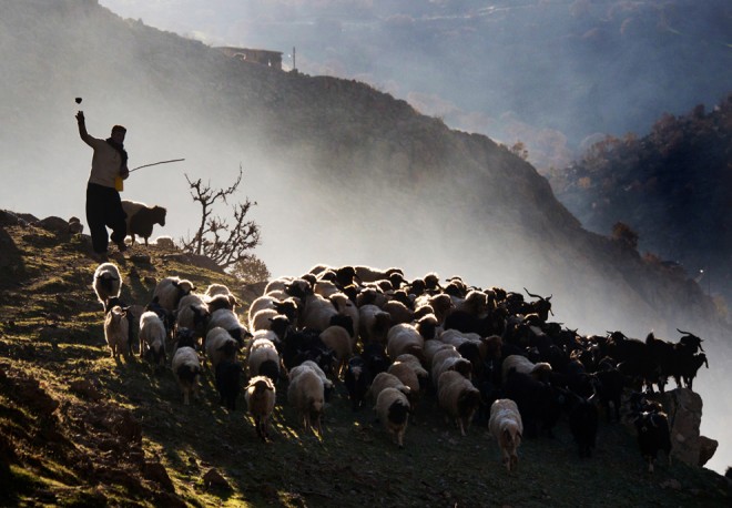 En Iran, près de la frontière Irakienne, un berger mène son troupeau de moutons