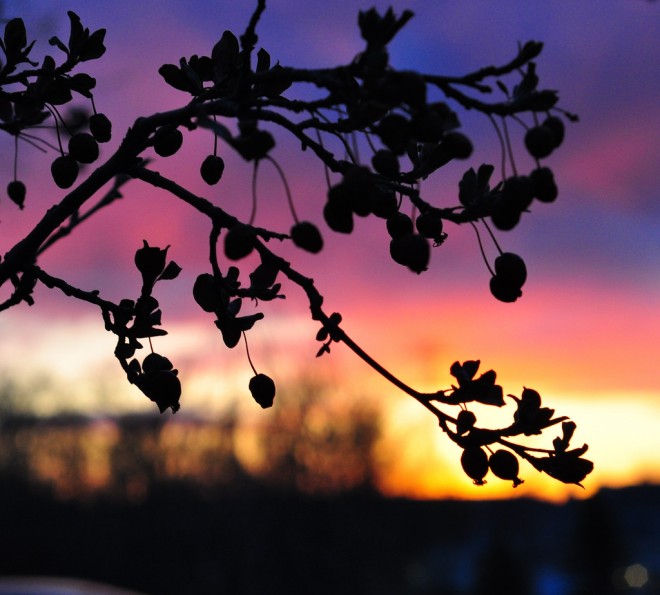 March sky © Michele Jensen