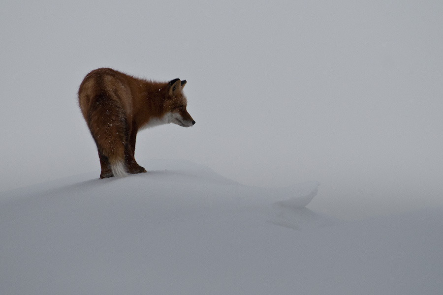 Ivan Kislov - Foxes - A fox in winter