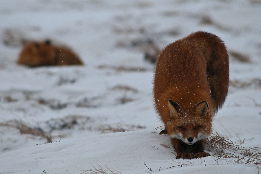 Ivan Kislov - Foxes - A gloomy tundra morning