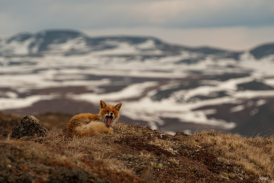 Ivan Kislov - Foxes - Don't wake up the beast