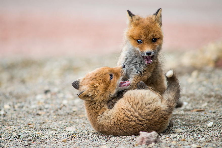 Ivan Kislov - Foxes - Fox fight