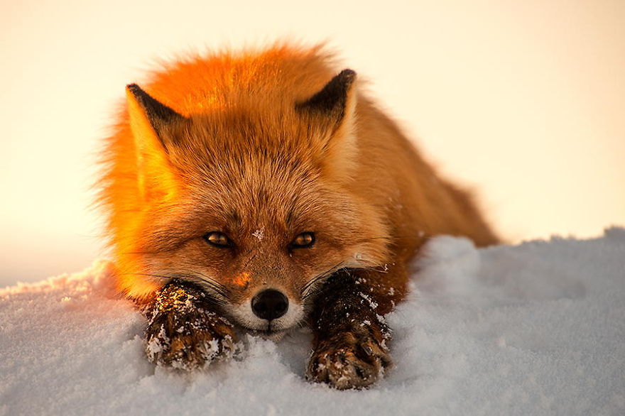 Ivan Kislov - Foxes - Hello You