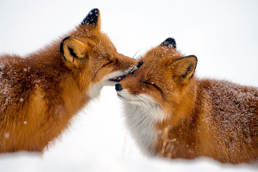 Ivan Kislov - Foxes - Kiss