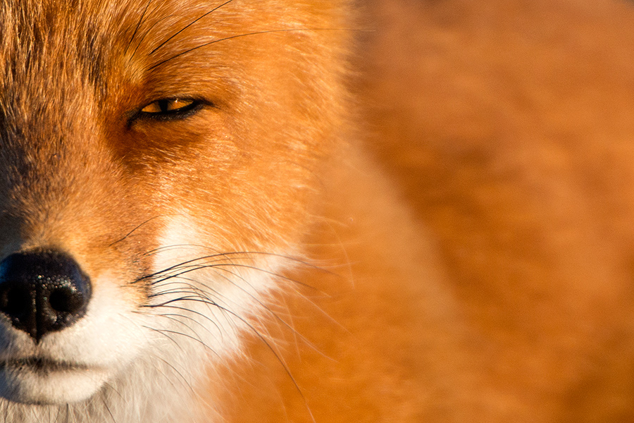 Ivan Kislov - Foxes - Portrait