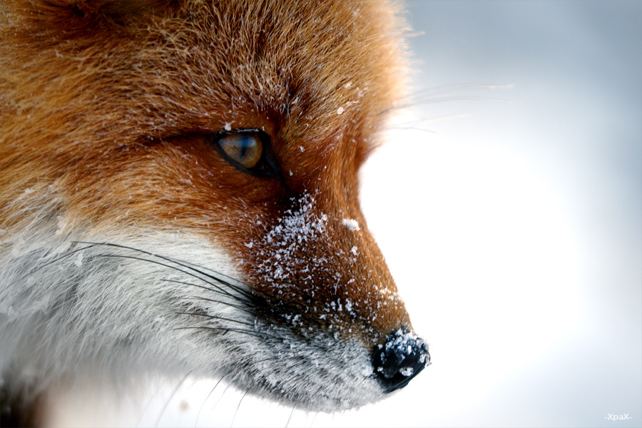 Ivan Kislov - Foxes - Portrait