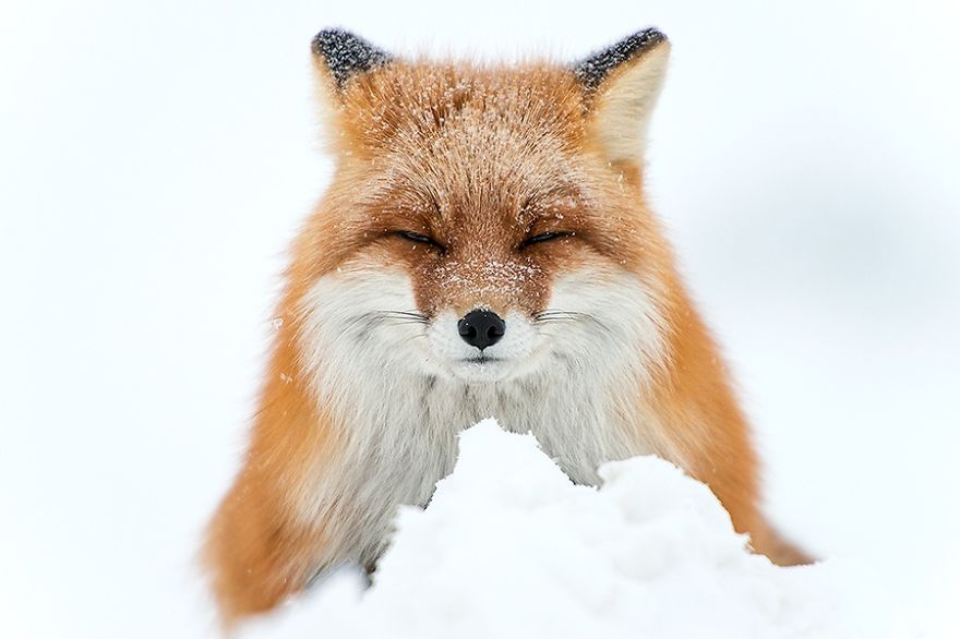 Ivan Kislov - Foxes - Snow