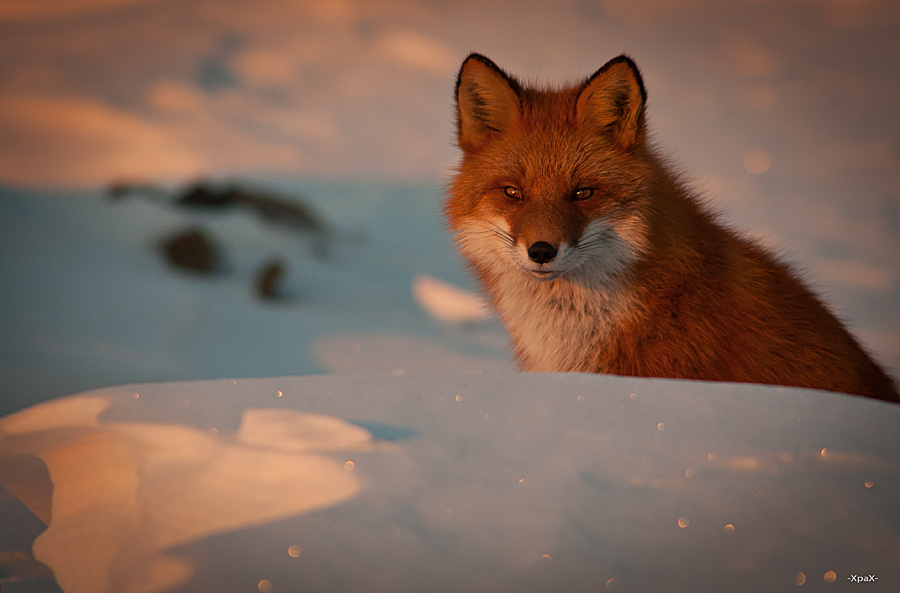Ivan Kislov - Foxes - Sunset portrait