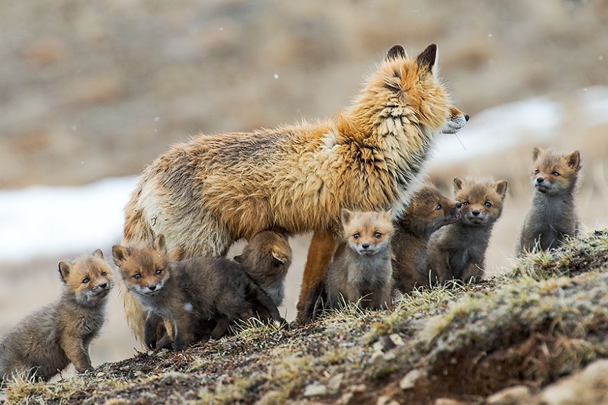 Ivan Kislov - Foxes - The family