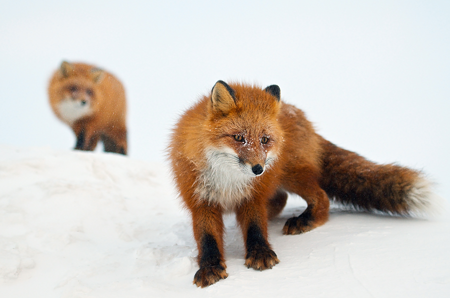 Ivan Kislov - Foxes - Untitled