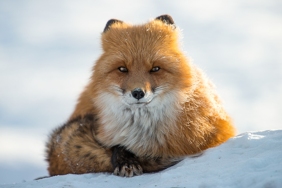 Ivan Kislov - Foxes - Untitled
