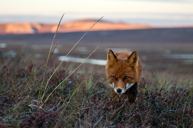 Ivan Kislov - Foxes - Untitled
